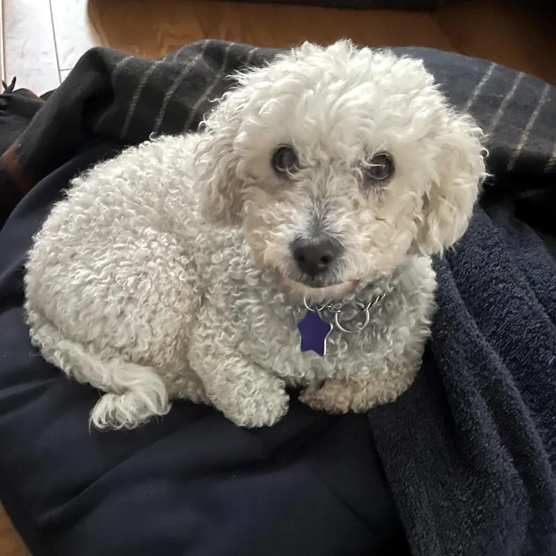 An adult small-sized female White / Cream Poodle dog named Mazzy for adoption in San Francisco, CA
