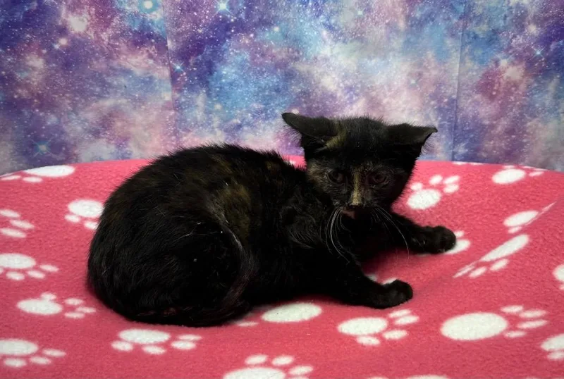A baby small-sized female Domestic Short Hair cat named Bambi for adoption in Washington Court House, OH