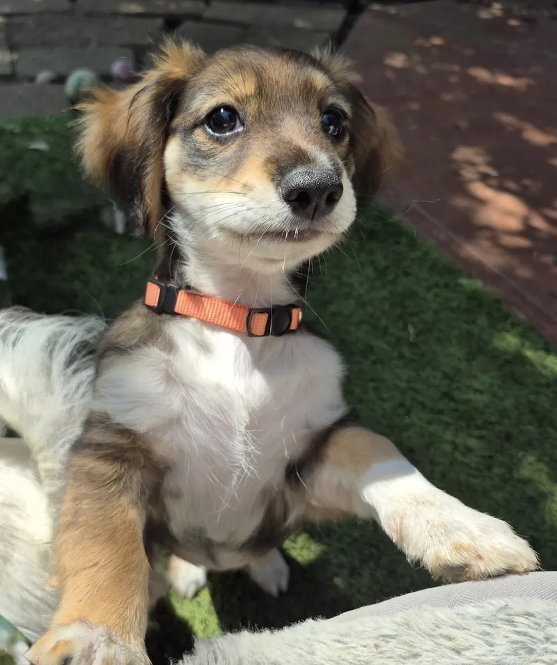 A baby small-sized female Papillon dog named Harmonia for adoption in Long Beach, CA