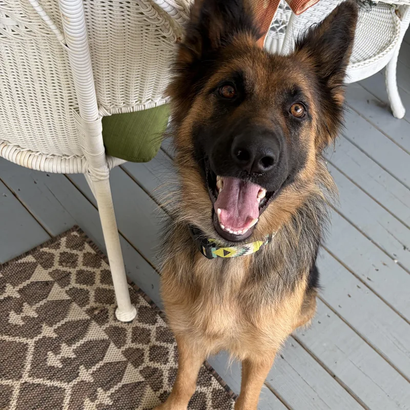 An adult large-sized female Black German Shepherd Dog dog named Momma Millie for adoption in Mount Juliet, TN
