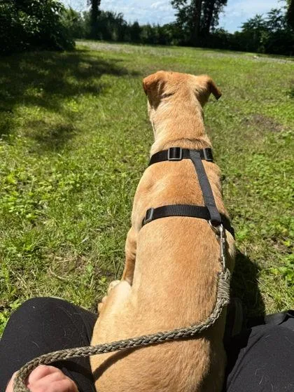 An adult large-sized male Mixed Breed dog named Prince for adoption in Hobart, IN