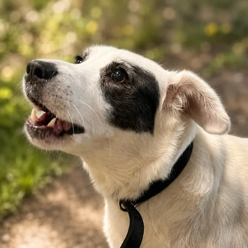 An adult large-sized female Mixed Breed dog named Vintage for adoption in Olean, NY