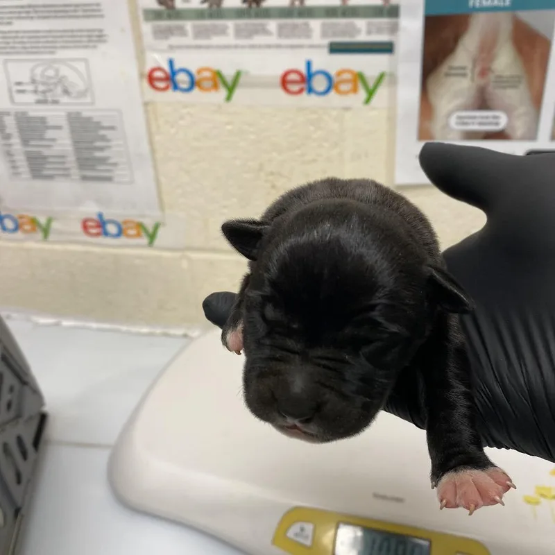 A baby small-sized male Black Mixed Breed dog named Emerson for adoption in Pinson, TN