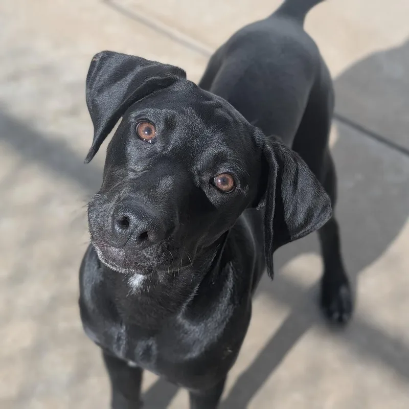 A young medium-sized female German Shorthaired Pointer dog named Darla for adoption in Fenton, MI
