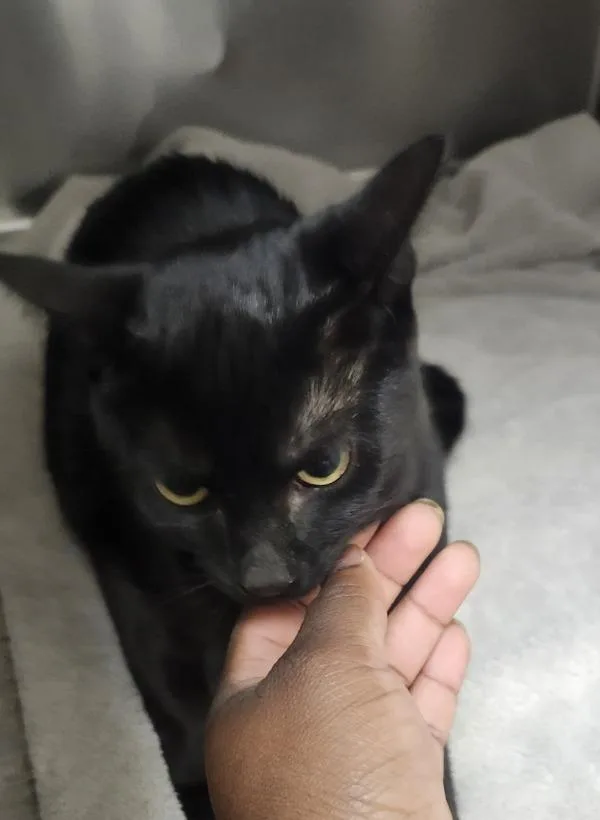 A baby medium-sized female Domestic Short Hair cat named Left Turn Signal for adoption in Silverdale, WA