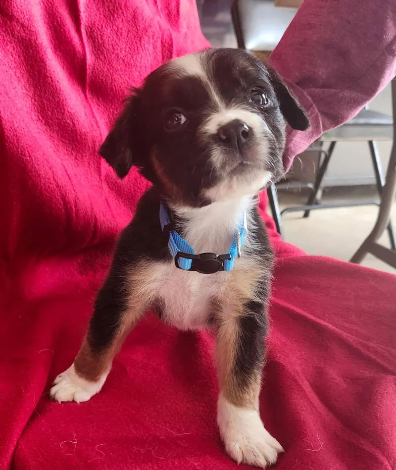 A baby medium-sized female Boxer dog named Green Bean for adoption in Hillside, IL