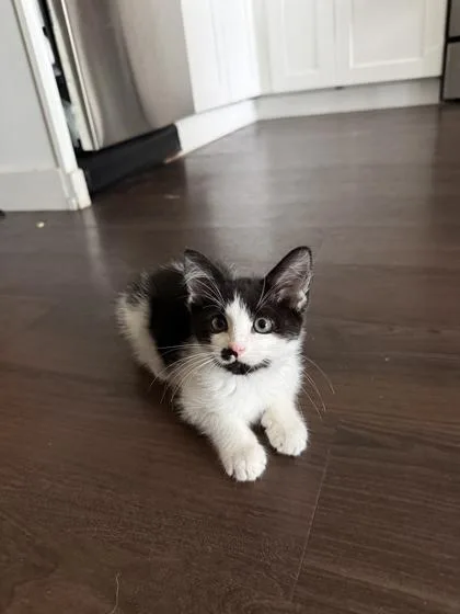 A baby small-sized male Domestic Short Hair cat named Oaklie for adoption in Seattle, WA