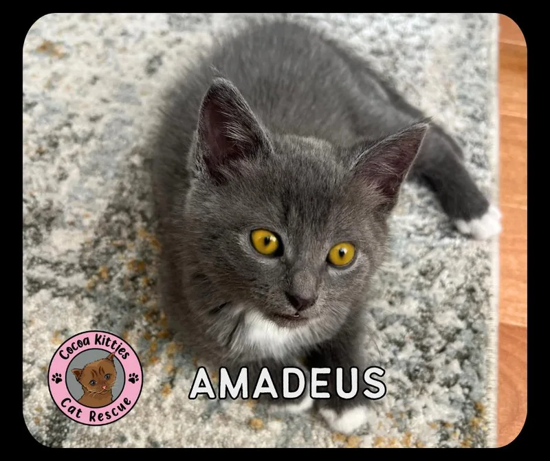 A baby small-sized male Domestic Short Hair cat named Amadeus for adoption in Hershey, PA