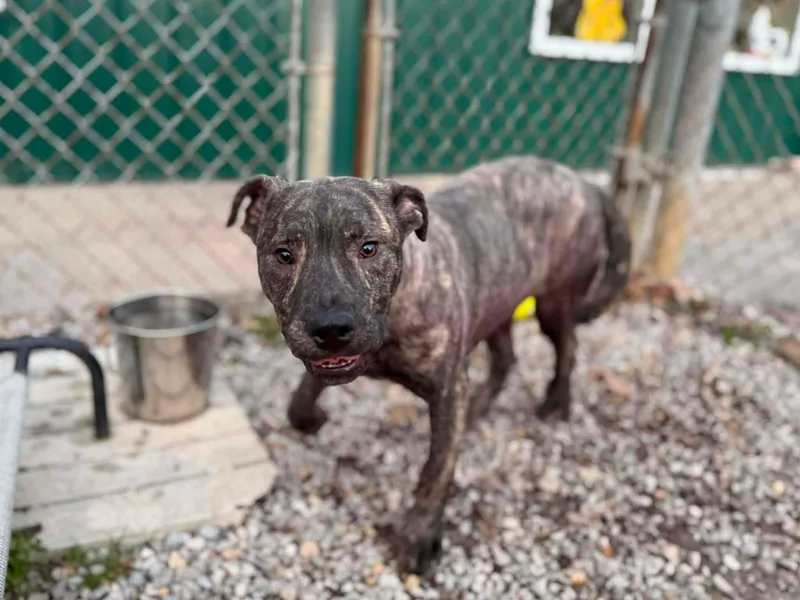 A young large-sized male Brindle Mixed Breed dog named Chips for adoption in Leitchfield, KY