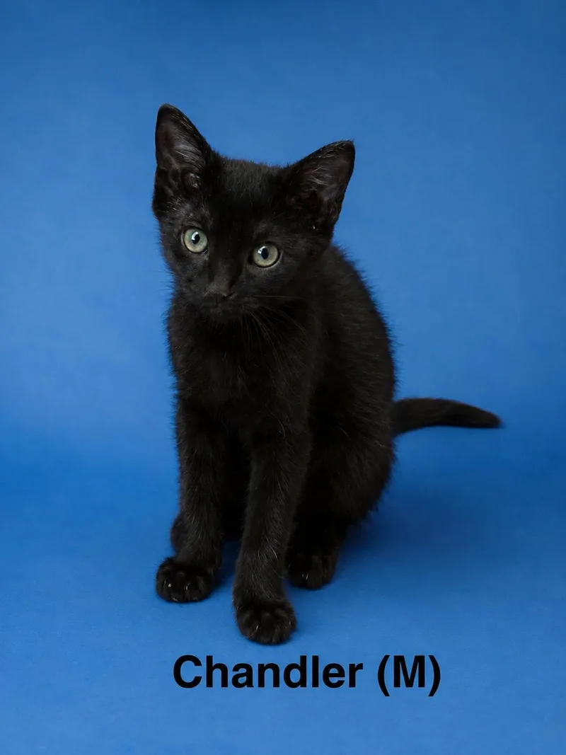 A baby medium-sized male Black Siamese cat named Chandler for adoption in Avondale, PA