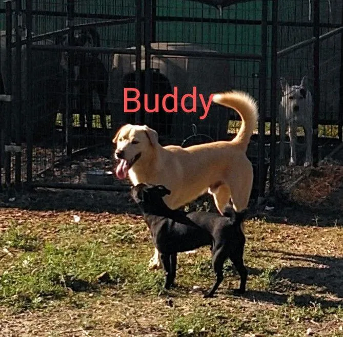 Buddy