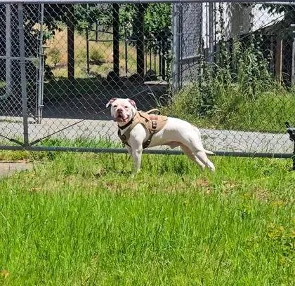 An adult large-sized male American Bulldog dog named Buddy for adoption in Seattle, WA
