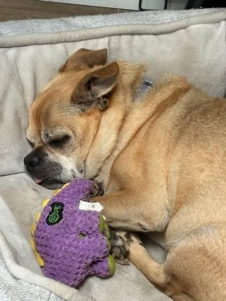 A senior small-sized male Chihuahua dog named Virgil for adoption in Kettering, OH