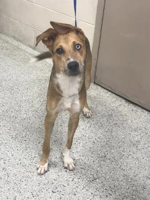 A young medium-sized female Bluetick Coonhound dog named Flopsie for adoption in Conroe, TX