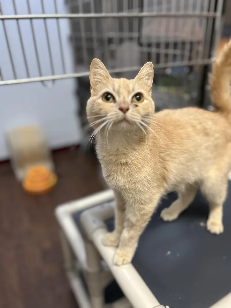 An adult medium-sized female Domestic Short Hair cat named Brie for adoption in Howes Cave, NY