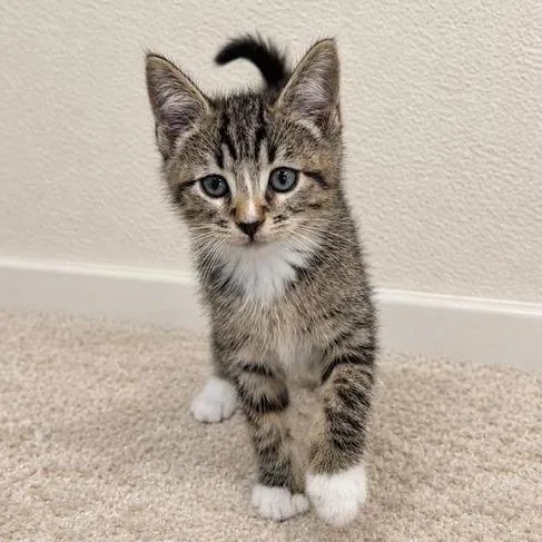 A baby small-sized male Brown / Chocolate Domestic Short Hair cat named Pecan for adoption in Hawthorne, CA