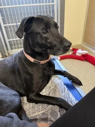 A baby large-sized female Labrador Retriever dog named Rose for adoption in East Brookfield, MA