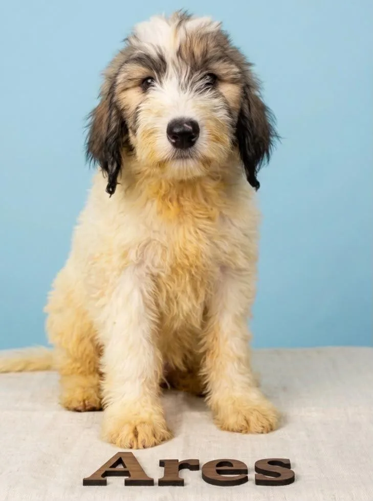 A young large-sized male Tricolor (Brown, Black, & White) Sheepadoodle dog named Ares for adoption in Chula Vista, CA