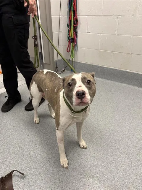 A young medium-sized female Pit Bull Terrier dog named Paris for adoption in Indianapolis, IN