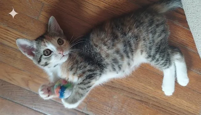 A baby small-sized female Domestic Short Hair cat named Molly for adoption in Charlotte, NC