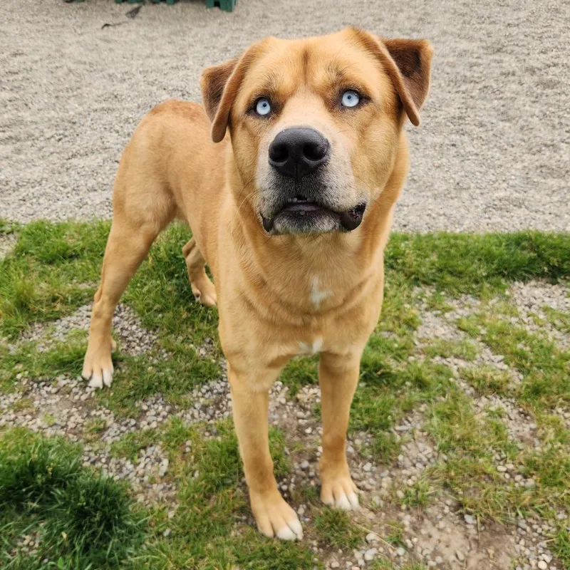 A young large-sized male Apricot / Beige Husky dog named Happy for adoption in Fort Wayne, IN