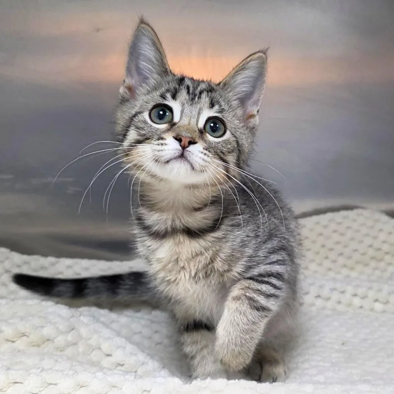 A baby small-sized male Brown / Chocolate Domestic Short Hair cat named Knight for adoption in Michigan City, IN