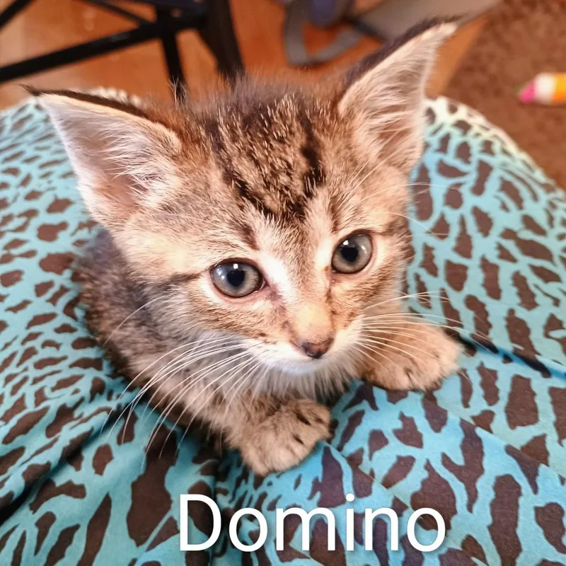 A baby small-sized male Brown / Chocolate Domestic Short Hair cat named Domino for adoption in Wappingers Falls, NY