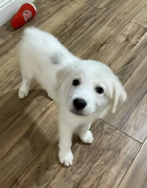 A baby large-sized male Mixed Breed dog named Prince for adoption in Dallas, TX