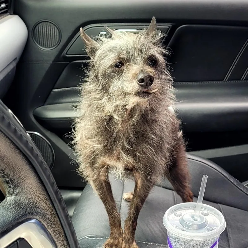 A senior small-sized female Mixed Breed dog named Tiny for adoption in Allyn, WA