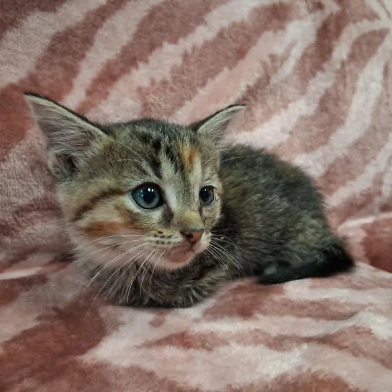 Maudie