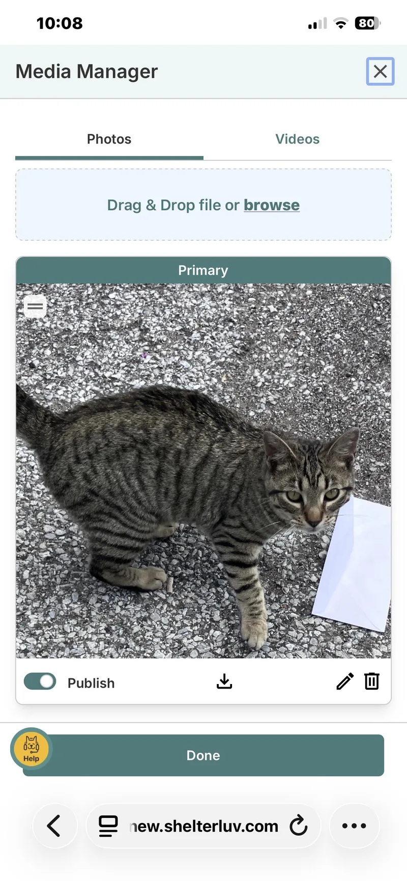 A young medium-sized male Domestic Short Hair cat named Tony the Tiger for adoption in Highland, IN