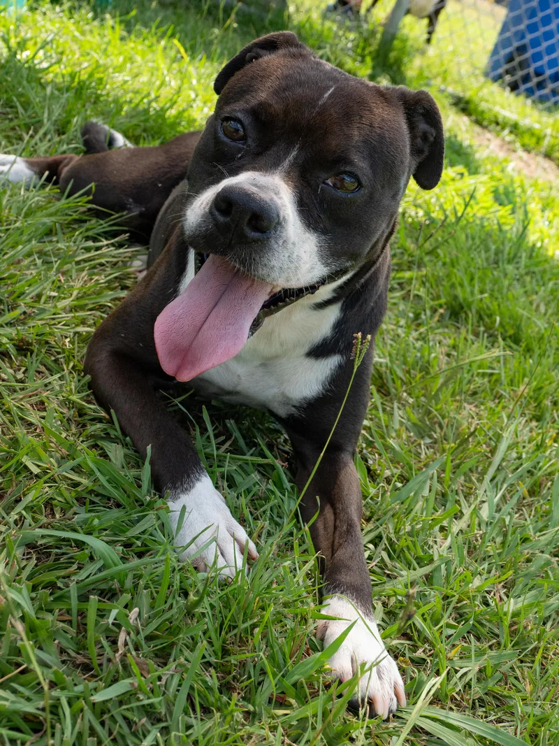 An adult medium-sized female Black Mixed Breed dog named Lily for adoption in Myrtle Beach, SC