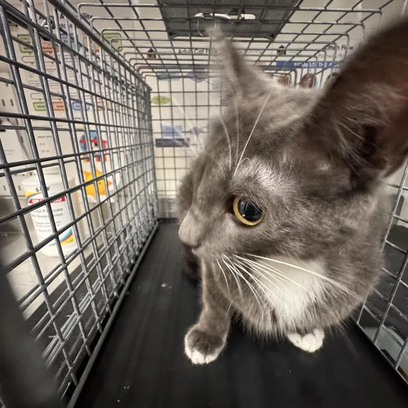 An adult medium-sized female Gray / Blue / Silver Domestic Short Hair cat named Broomstick for adoption in League City, TX