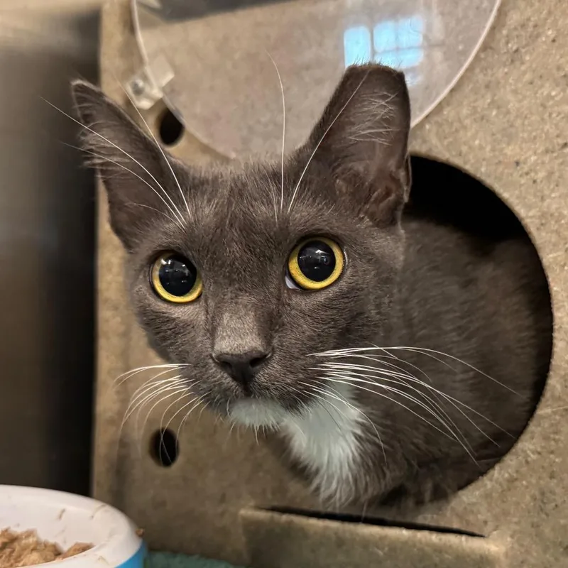 Broomstick thumbnail 2