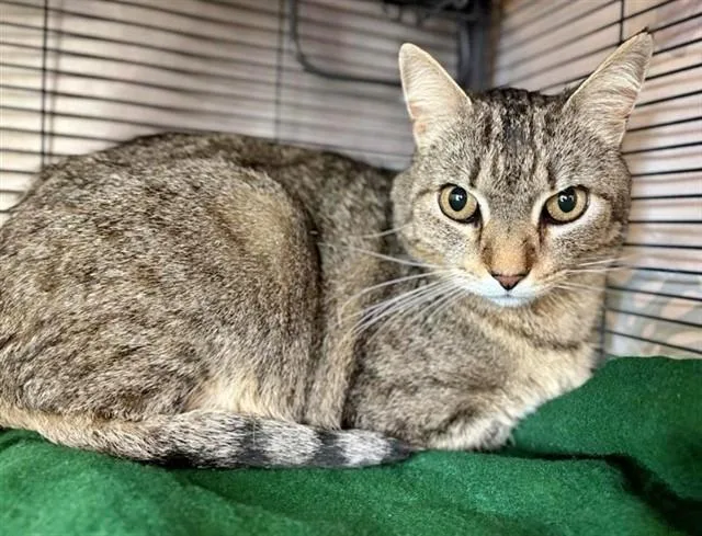An adult medium-sized male Domestic Medium Hair cat named Gerald for adoption in Saint Louis, MO
