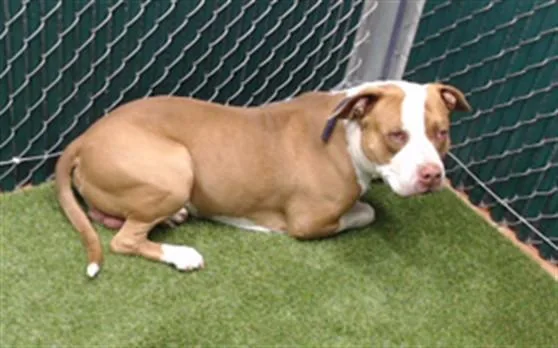 An adult medium-sized male Pit Bull Terrier dog named Zeus for adoption in Downey, CA