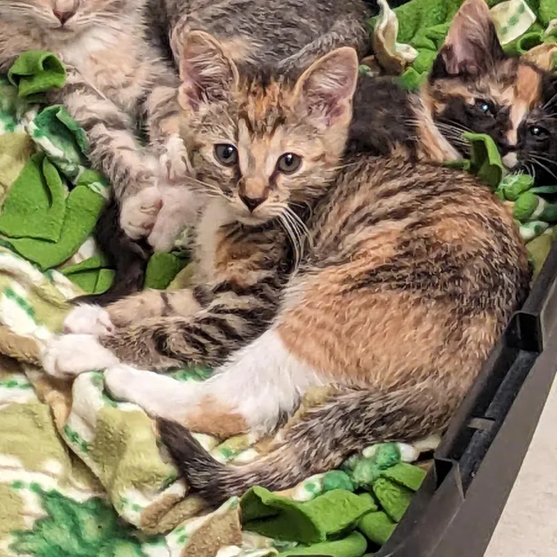 A baby small-sized female Domestic Short Hair cat named Stella for adoption in Milan, IL