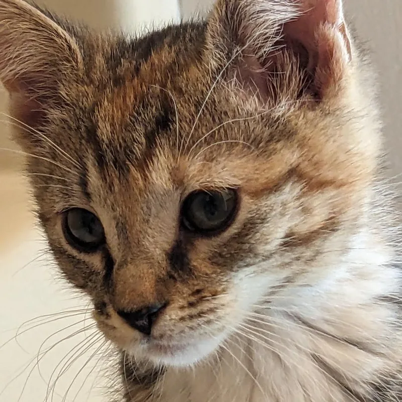 Stella thumbnail 2