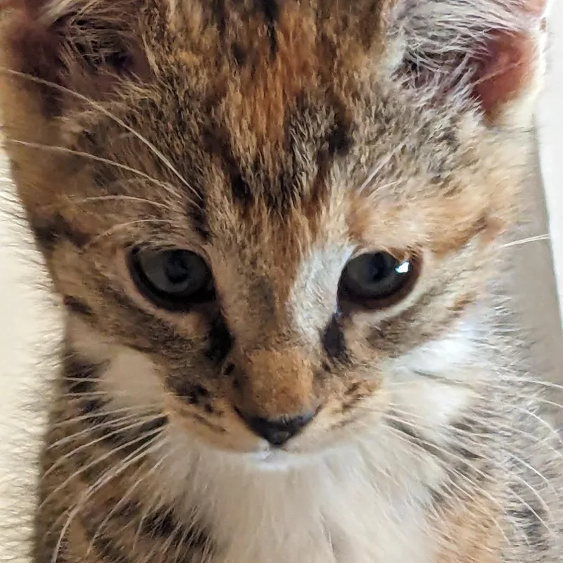 Stella thumbnail 3
