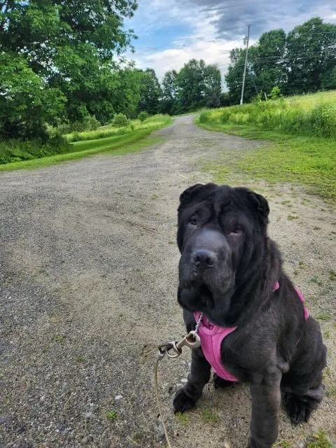 A senior medium-sized female Black Shar-Pei dog named Bell Bottom Nash for adoption in Nashua, NH