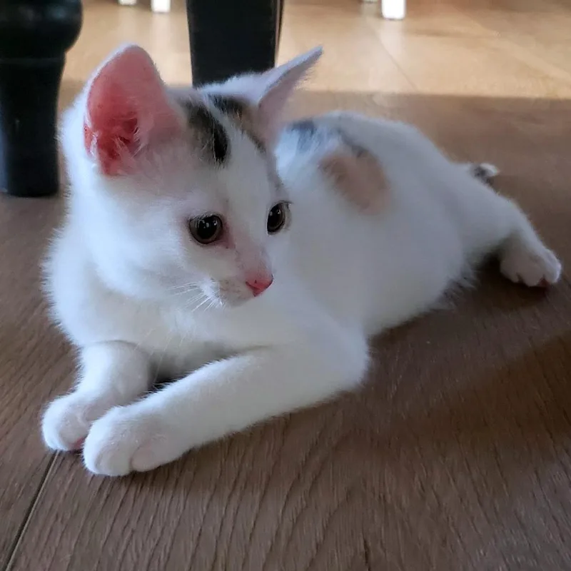 A baby small-sized female Calico Domestic Long Hair cat named Artemis for adoption in PITTSBURGH, PA