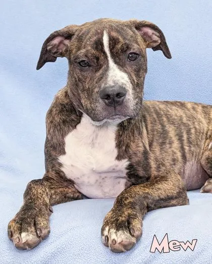 A baby small-sized female Pit Bull Terrier dog named Mew for adoption in Mason, MI