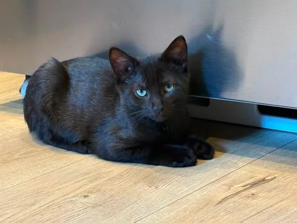 A baby small-sized male Black Domestic Short Hair cat named Marty for adoption in Wilmington, NC