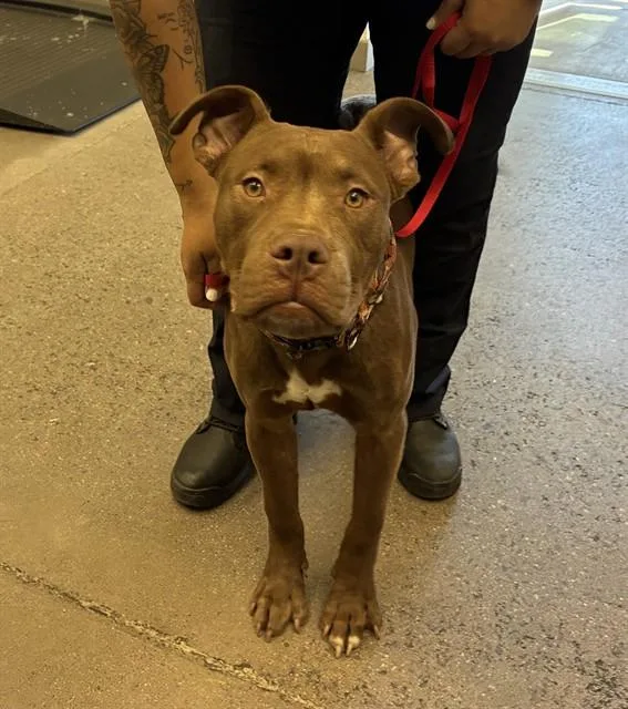 A young large-sized male Pit Bull Terrier dog named Jahseh for adoption in Mesa, AZ