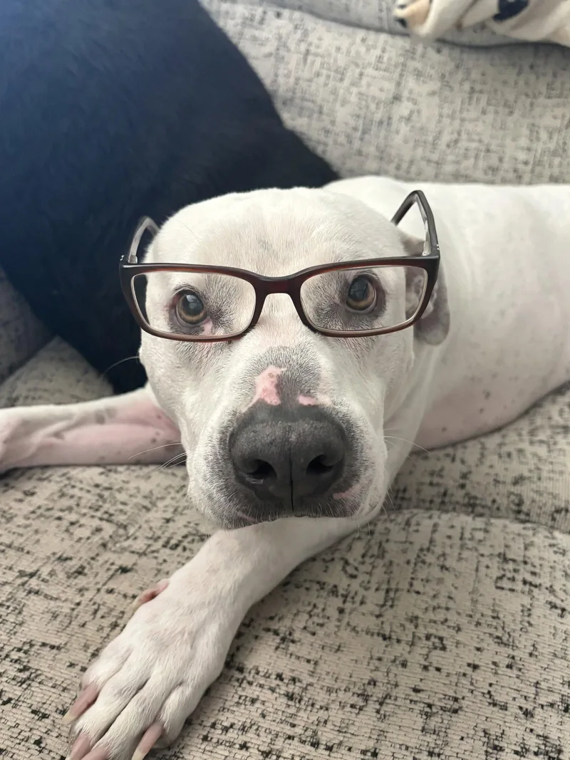 A senior large-sized male Pit Bull Terrier dog named Marty for adoption in Chandler, AZ