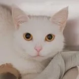 An adult medium-sized female White Domestic Short Hair cat named Kisses for adoption in Hilliard, OH