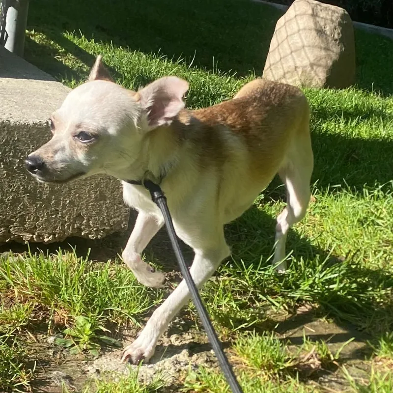 A baby small-sized female Chihuahua dog named Pepita for adoption in Fall River, MA