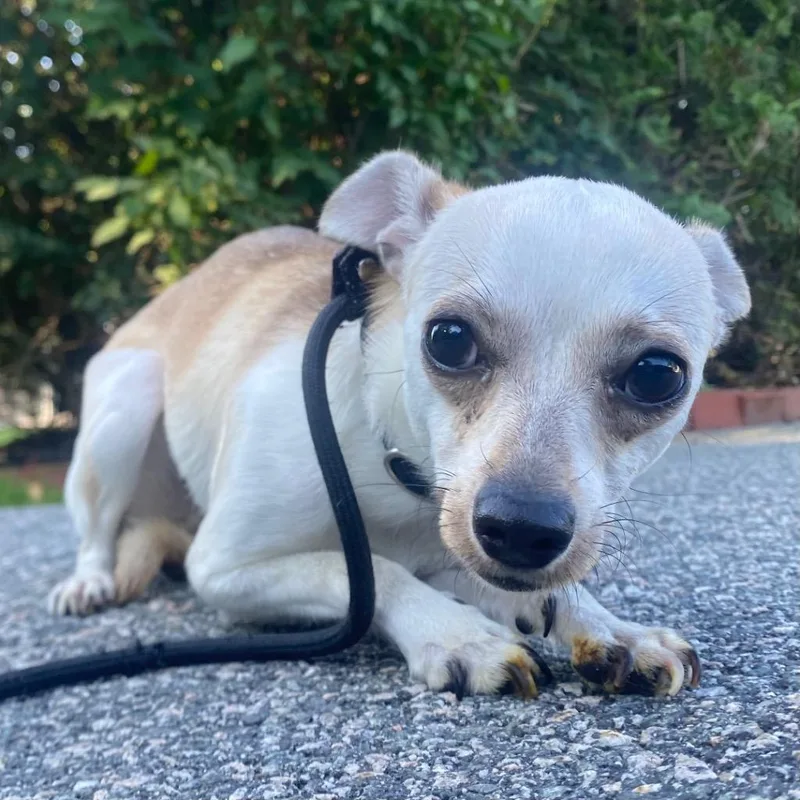 Pepita thumbnail 2