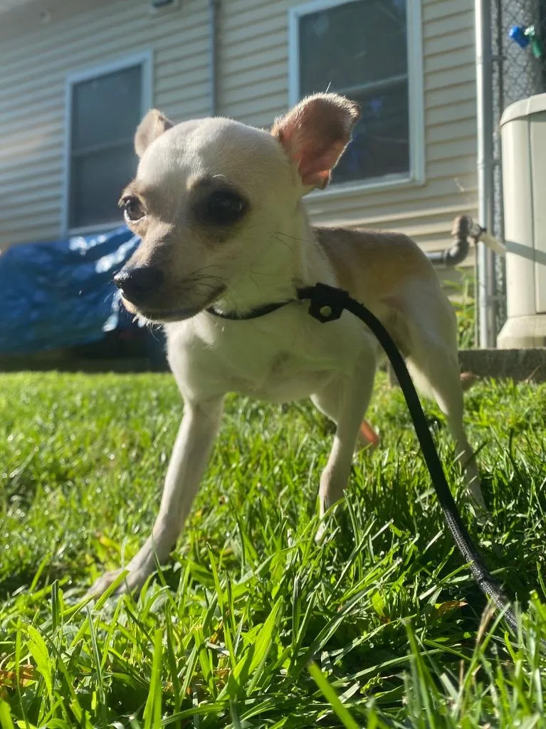 Pepita thumbnail 3
