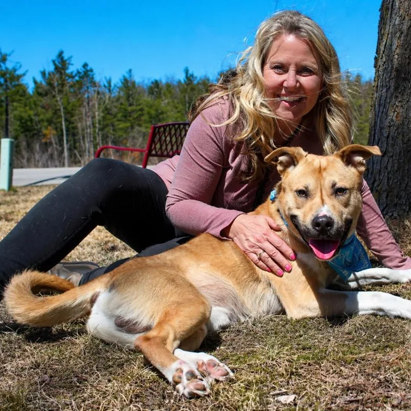 An adult medium-sized male Apricot / Beige Husky dog named Rexx for adoption in Cheboygan, MI
